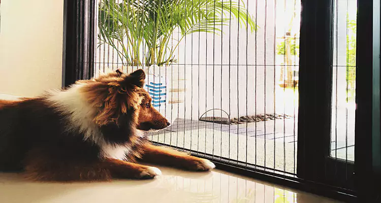 Sliding Screen Pet Door Repair in Los Altos, CA