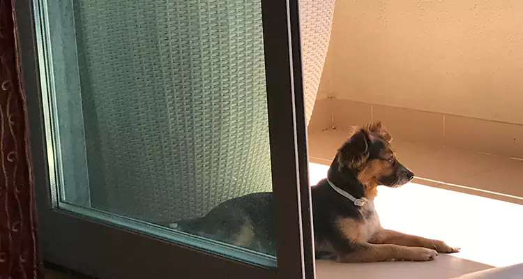French Door Pet Screen Repair in Los Altos, CA